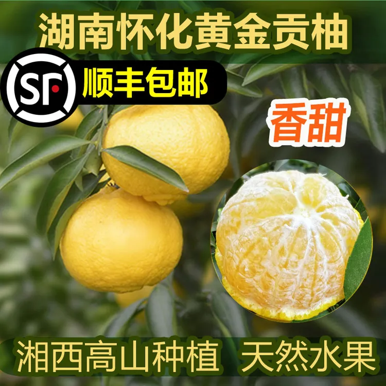 发顺丰湖南怀化黄金贡柚新鲜孕妇水果春香橘柚小柚子象山青手剥橙