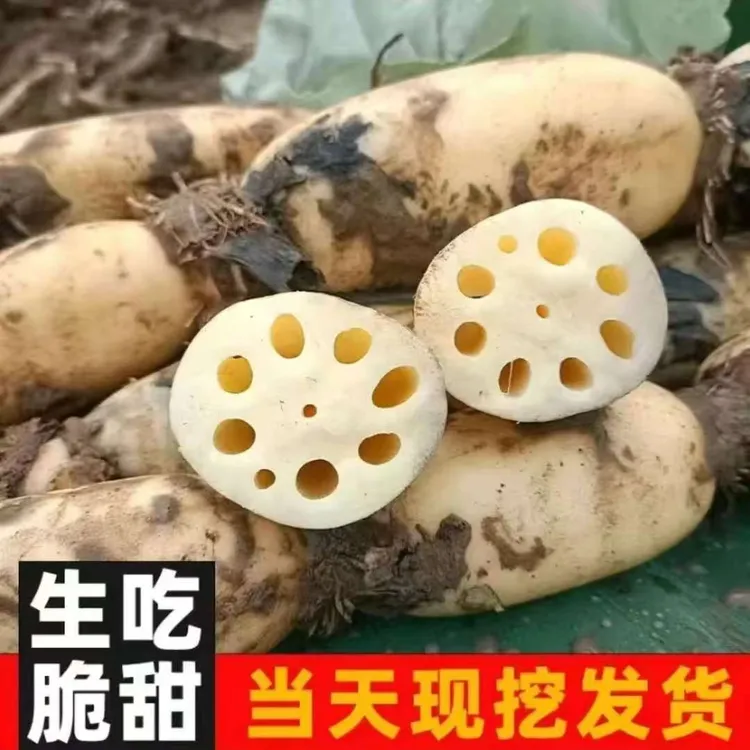 （顺风京东发货）正宗洪湖特产“脆藕”农家自种莲藕（精选优质藕段）