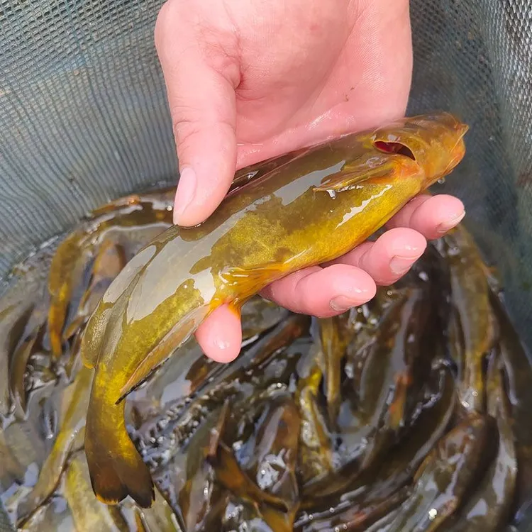牛尾巴鱼乌苏里拟鲿淡水常温耐寒各地适宜可食用可观赏鱼