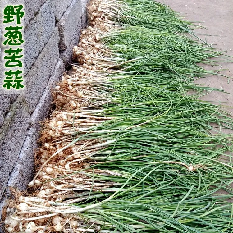 贵州新鲜苦蒜野葱野菜现挖小根蒜胡葱野生葱百香葱苦藠头薤白25年