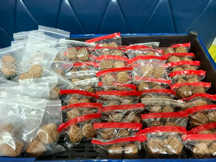 文玩核桃批发50对起售多品种随机发货白狮子官帽四座楼及小众品种