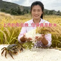 （林林）陕北稻田蟹【长粒大米】黄土高原上的大米 更香更糯更下饭