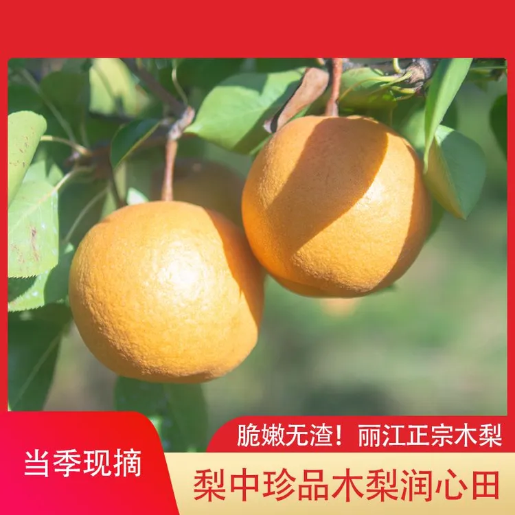 丽江木梨精品正宗新鲜水果现摘脆甜