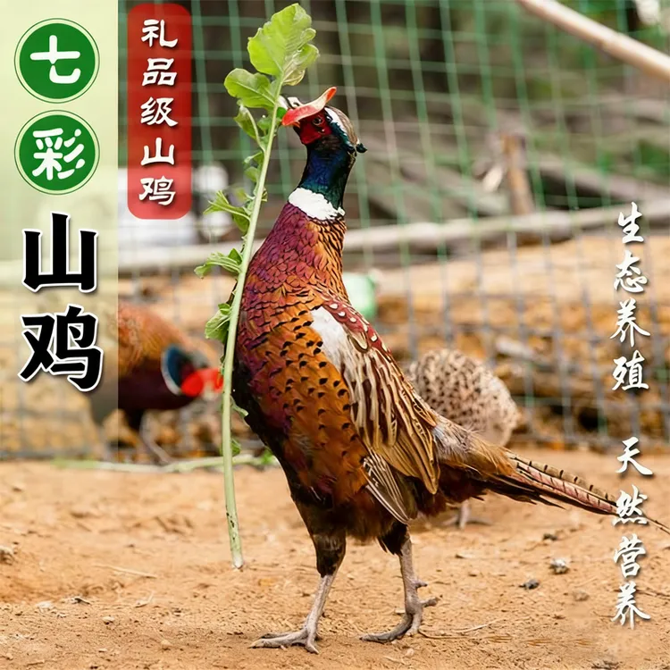 七彩山鸡肉新鲜散养现杀七彩山鸡生鲜山鸡母鸡农家土鸡柴鸡月子鸡