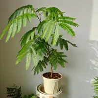 【大杯大颗!密叶猴】原种籽播!好看好养超大气雨林感室内绿植秋海棠