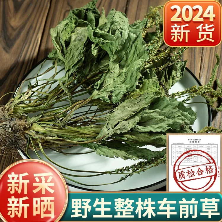 车前草中药材野生车前草猫爪草泡茶新鲜干货整株车轮草整颗