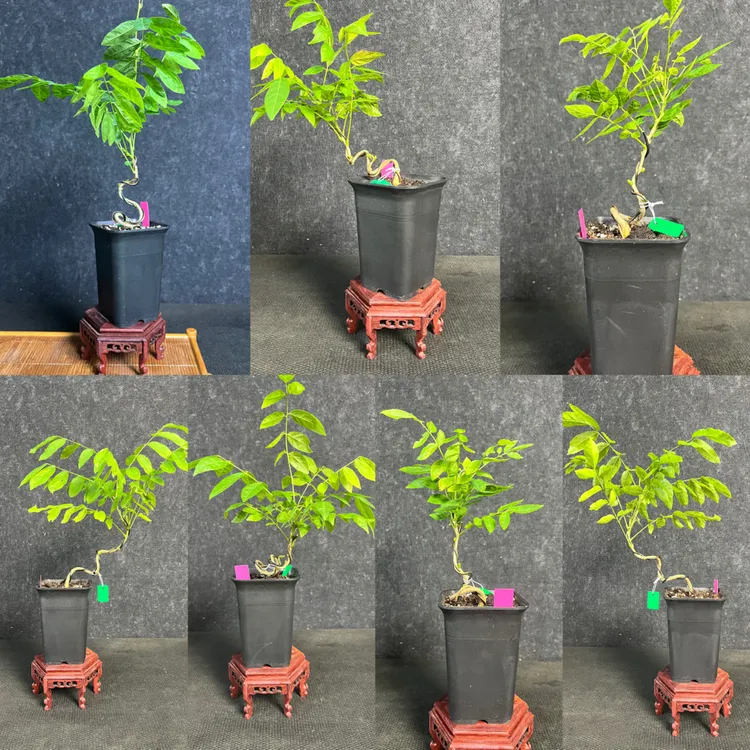原生日系紫藤童子功盆景素材