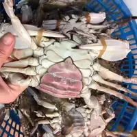 【保鲜不保活】肥母蟹 2-5斤 （每只3-7两）
