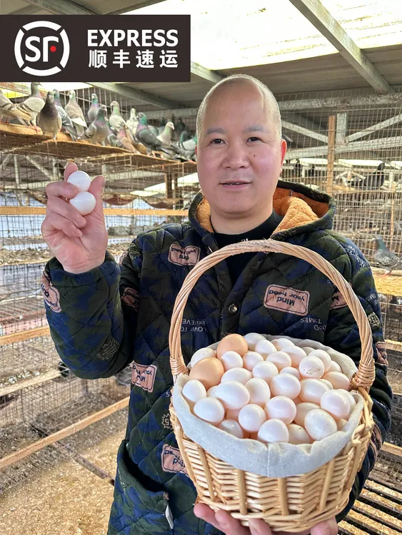 【破损包赔】杂粮鸽子蛋 当天鲜蛋 鸽鹏直发 30枚天然鸽子蛋
