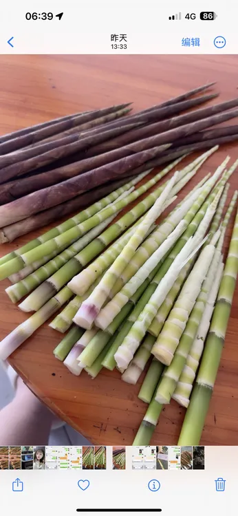 贵州新鲜带壳八月笋现挖现发圆通包邮