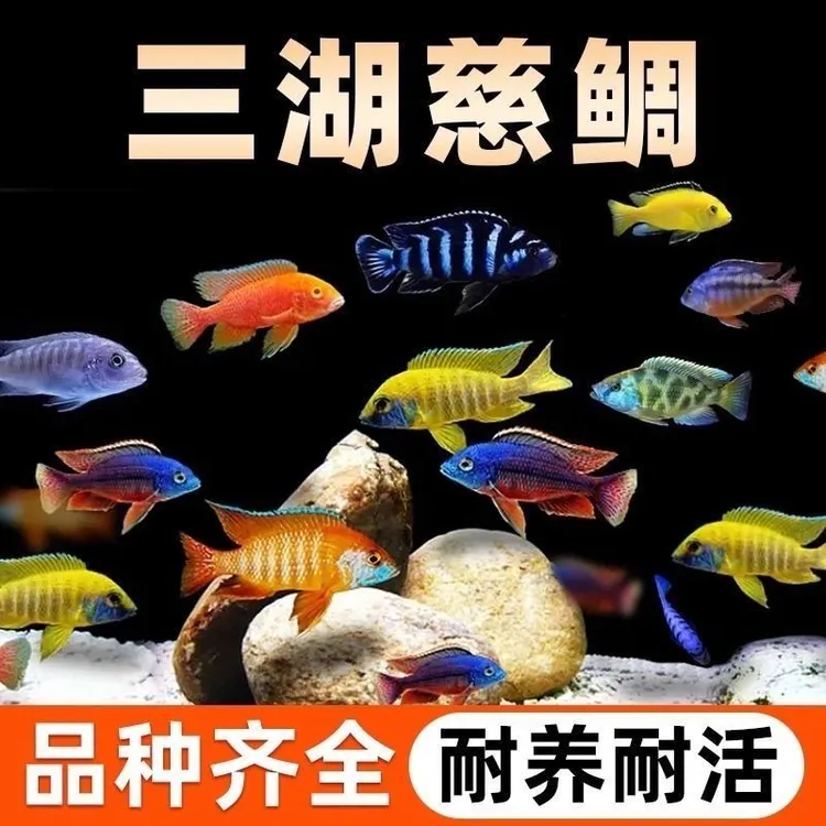 三湖慈鲷鱼马鲷活体中小型热带淡水观赏鱼耐养易活