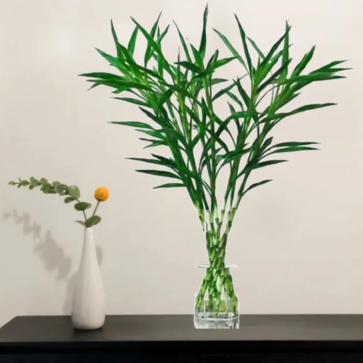 鲜切水培招财竹室内卧室玄关轻奢盆景绿植好养护桌面盆栽节节高升