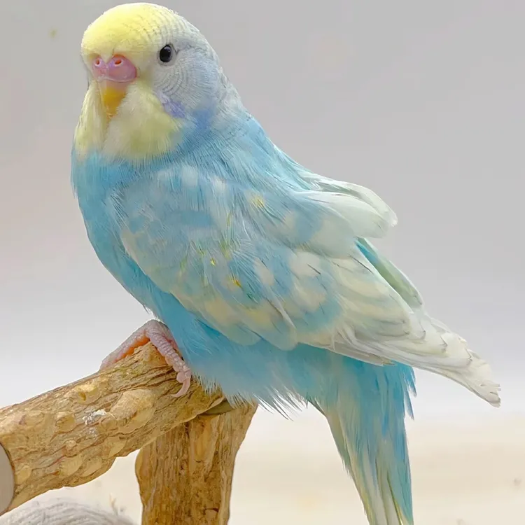 鹦鹉鹦鹉 亮体 双金双显 金彩 小奶油 特色 蛋白石 纯白大头