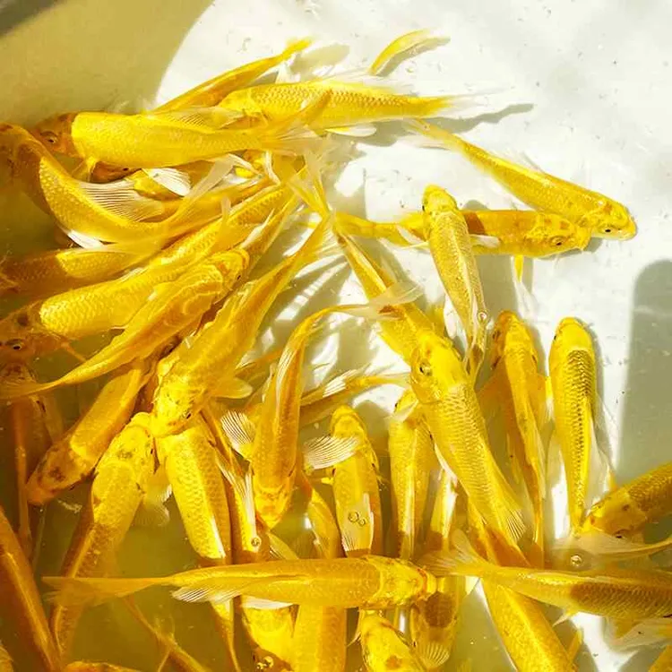 黄金锦鲤活鱼招财鱼金鱼活鱼好养耐活冷水鱼鱼苗小金鱼观赏鱼
