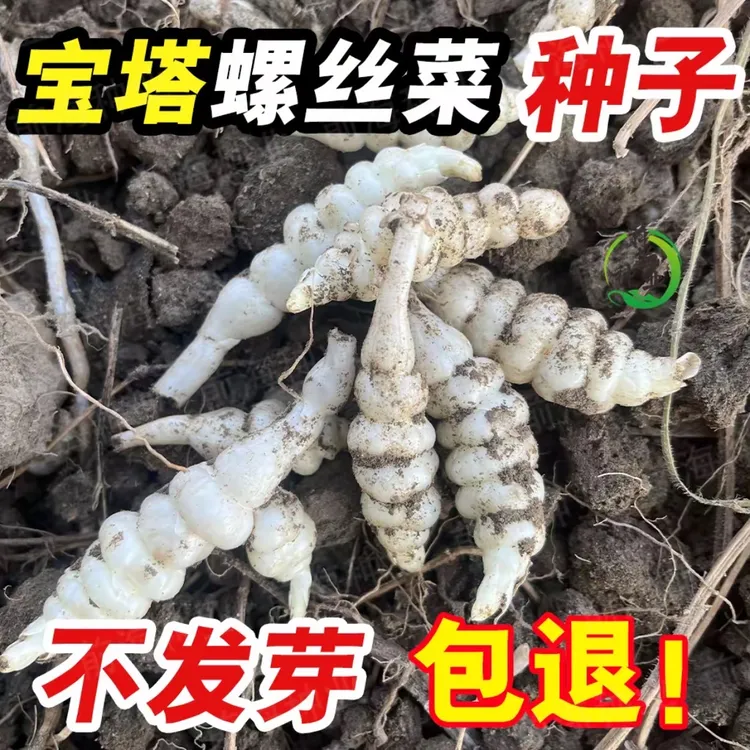 【宝塔菜种子】四季种植盆栽地栽阳台小院种植