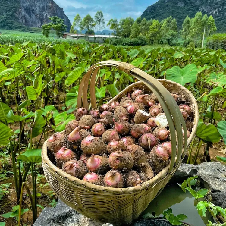 福建省 屏南县 农家种植 红芽芋