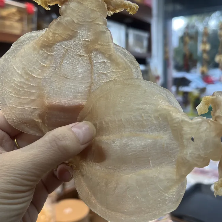 石肚公赤嘴鳘鱼胶