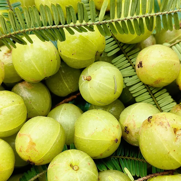 云南特产新鲜采摘野生橄榄油甘果生吃榨汁煲汤宇甘子孕妇水果