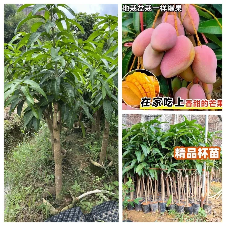 金煌芒果嫁接苗南北方种植盆栽地载带土杯发包邮四季常青大果香甜