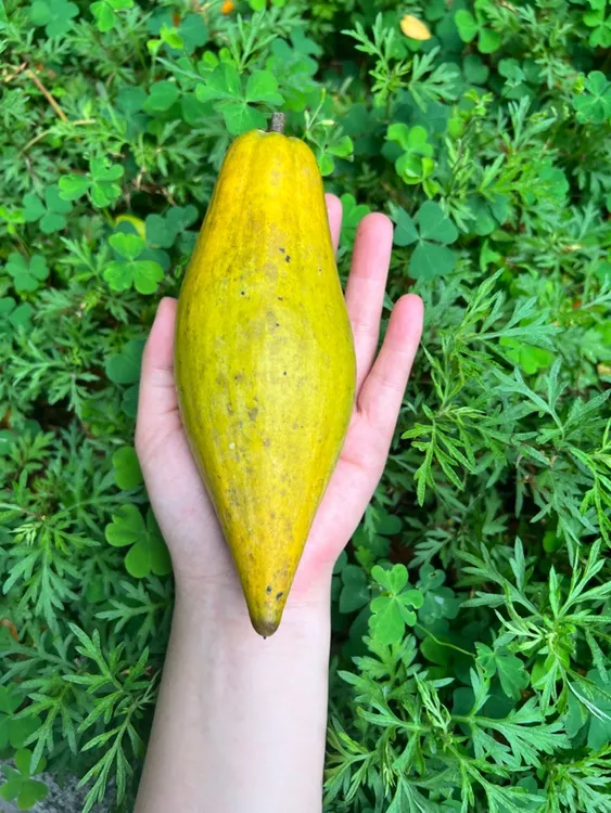 西双版纳现摘鸡蛋果鲜果耀堂仙桃木瓜仙桃农家自种纯甜老少皆宜