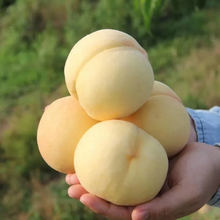 山东蒙阴白桃脆甜桃子4.5斤
