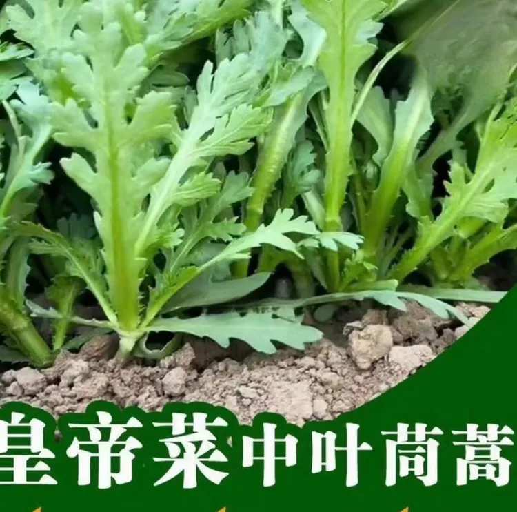 割完又长茼蒿菜苗四季皇帝阳台庭院花卉盆栽中叶茼蒿苗耐寒蔬菜苗