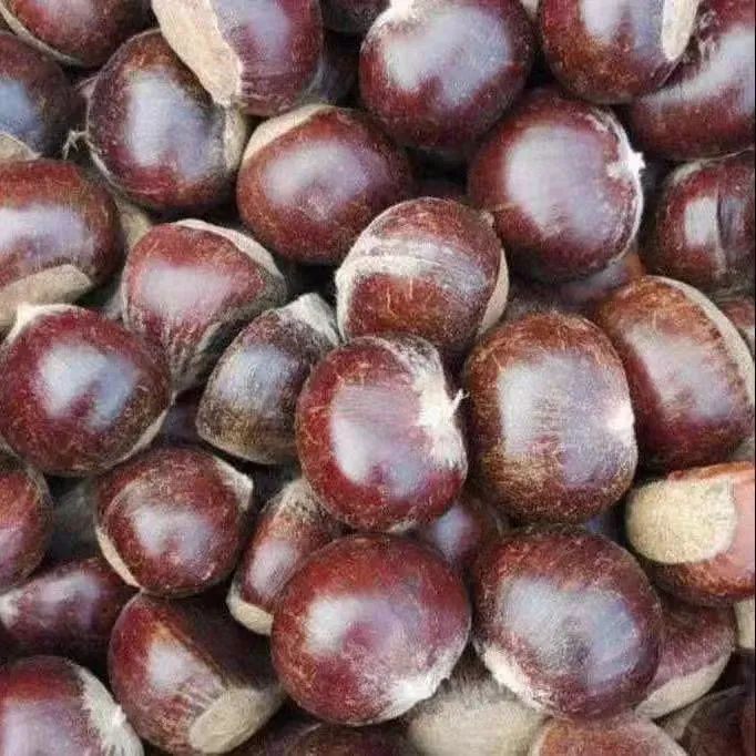 沂蒙山老树油板栗鲜板栗野生鲜板栗