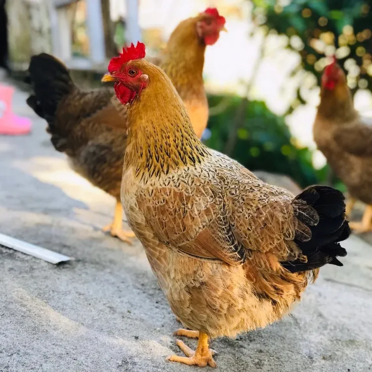 广西灵山土母鸡散养走地鸡冷藏生鲜鸡肉