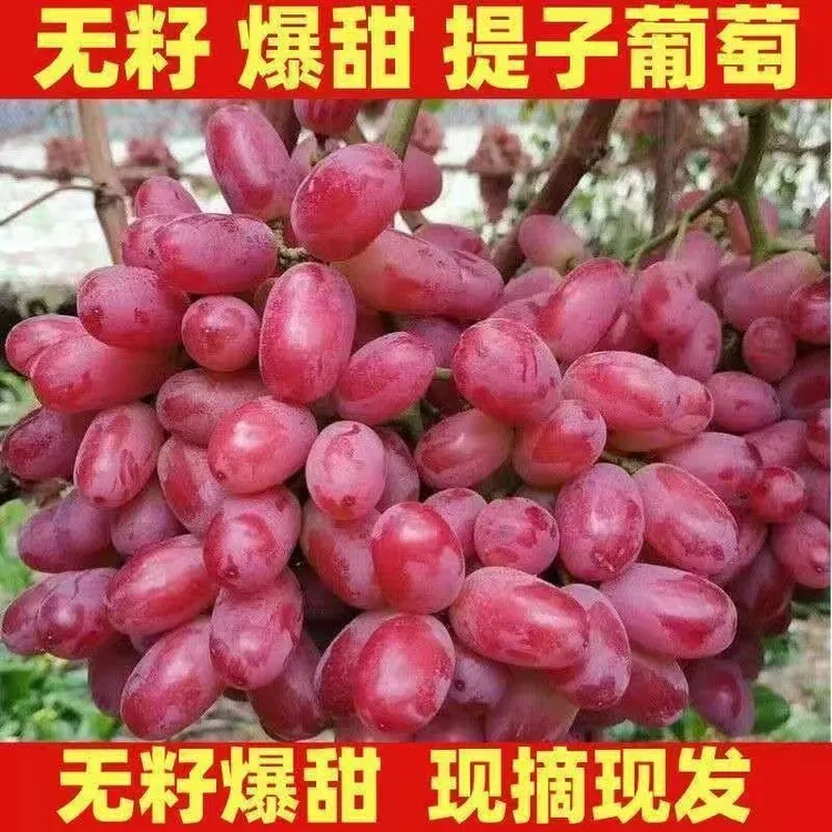 【顺丰包邮】正宗克伦生无籽红提新鲜现摘葡萄当季水果产地直发多汁
