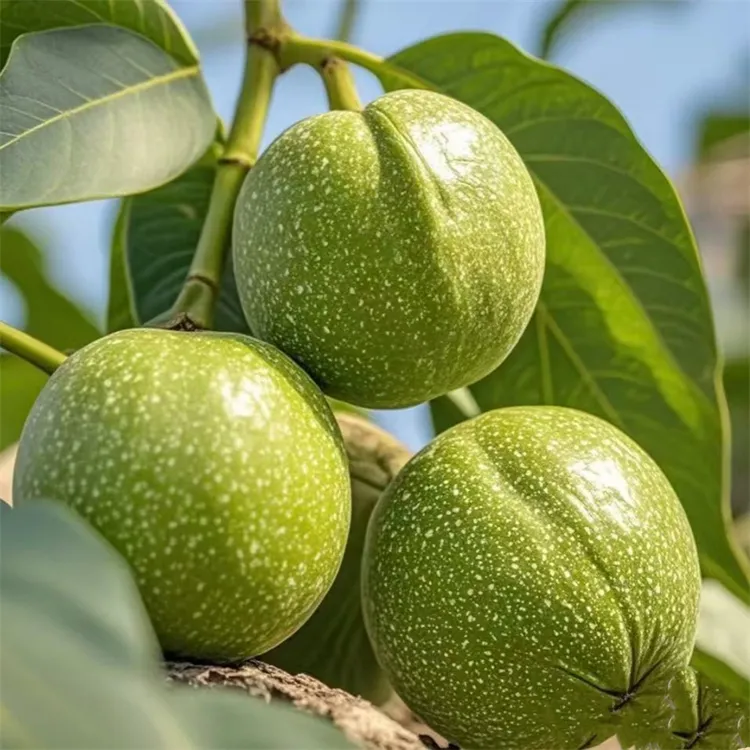 纸皮核桃树苗果苗新疆185南北方庭院地栽盆栽嫁接薄皮特大核桃苗