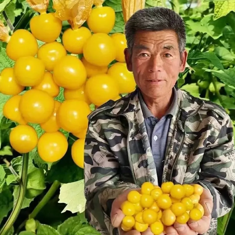 T农户自销 黑龙江头茬姑娘果新鲜采摘清甜多汁当季水果