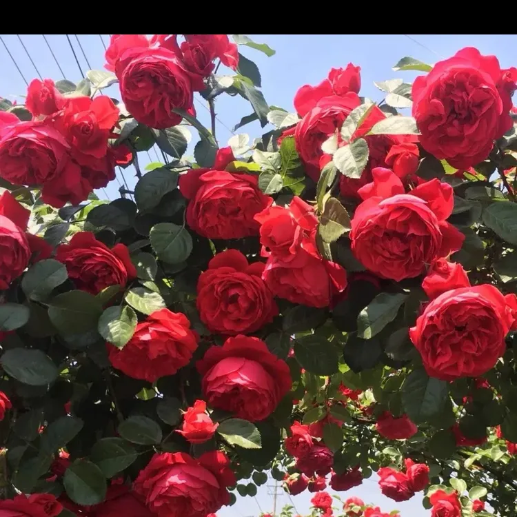 فلۇدنا  قشتن چقدۇ  جەنۇپقا قەشقەدېن شمالغا ئۇرۇمچېدن ماڭدۇ