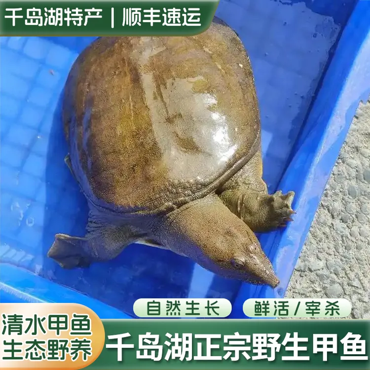 千岛湖正宗野生甲鱼1−3斤老少皆宜味道鲜美