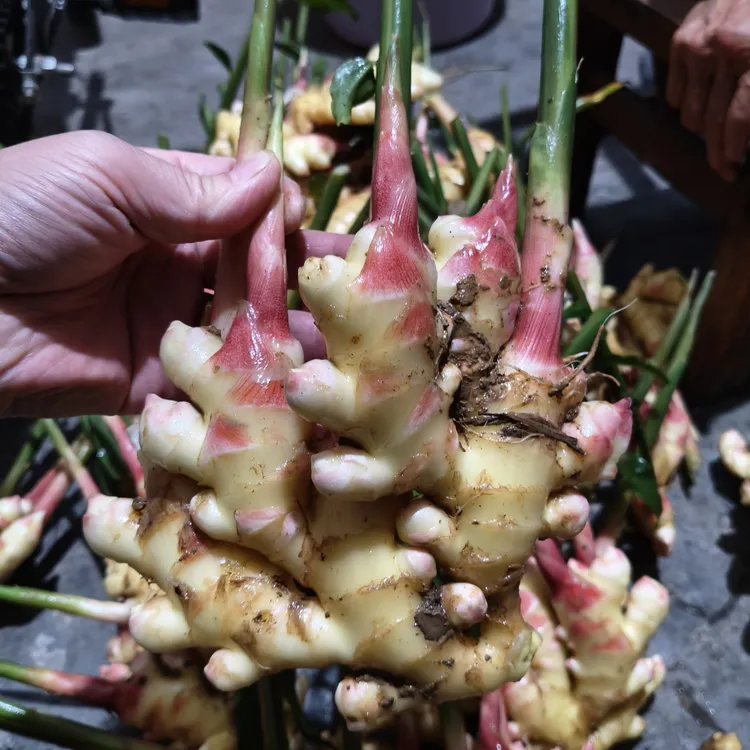 重庆高山2025新姜3斤起包邮