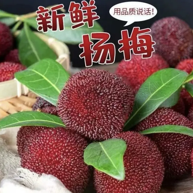 《原影》浙江仙居东魁杨梅新鲜现摘特大果饱满多汁顺丰果园直发
