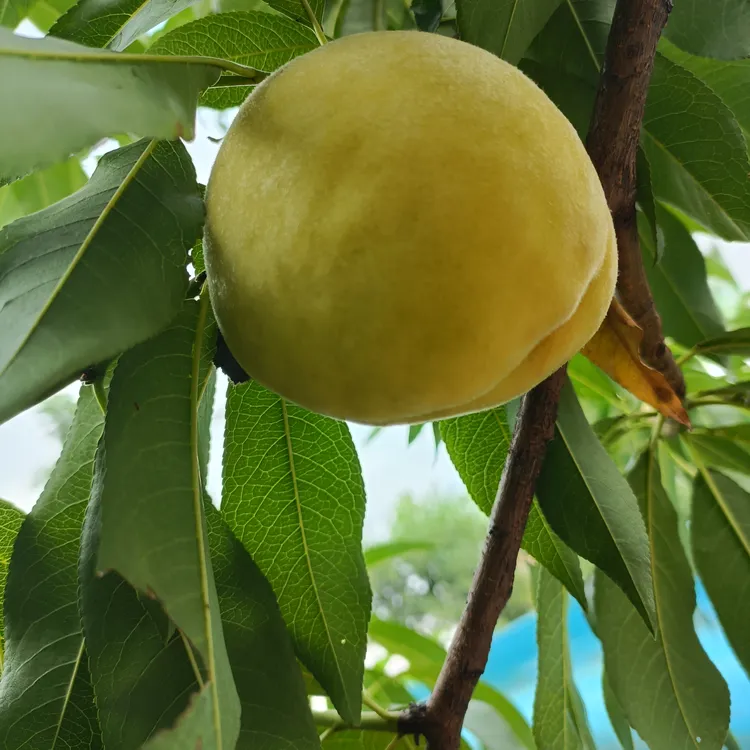 木元黄桃纯天然无公害