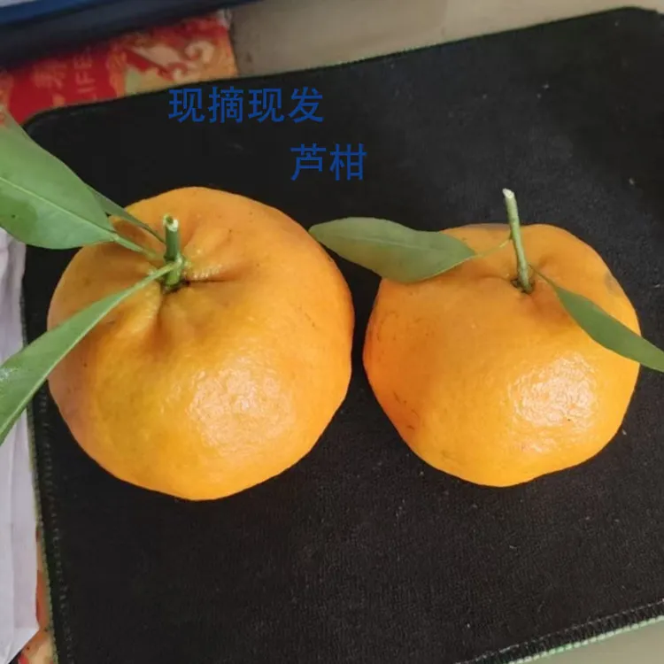 四川眉山丹棱芦柑当季新鲜水果皮薄现摘现发5斤8斤净重果园直发