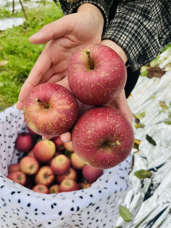 （中果装）云南昭通高原 冰糖心丑苹果脆甜多汁 自家果园现摘现发