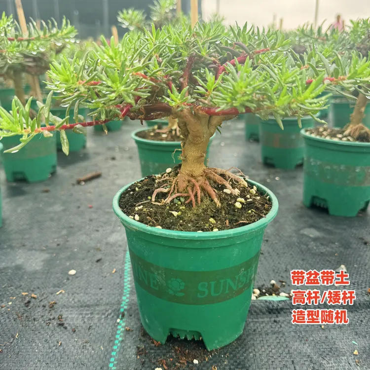 【带盆老桩】重瓣太阳花老桩牡丹玫红王宿根多年生阳台可过冬品种