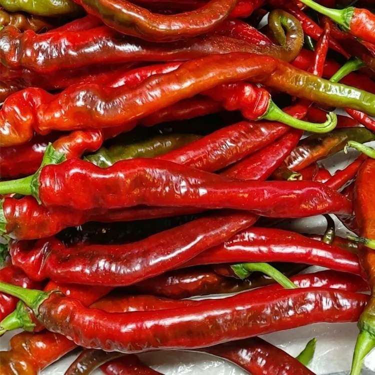 现采新鲜江西微辣特辣中辣红辣椒青炒菜做剁椒优选食材土辣椒