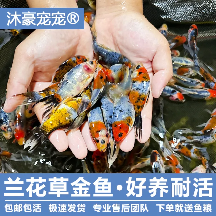 沐豪宠宠【兰花草金】五花草金鱼观赏鱼冷水鱼淡水鱼金鱼长尾短尾鱼