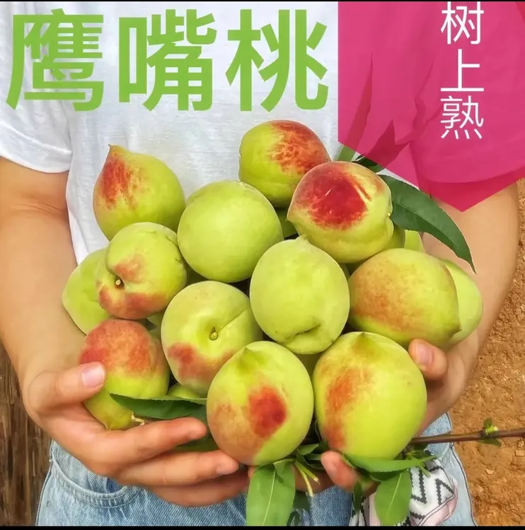（顺丰包邮）新鲜采摘正宗广东河源连平鹰嘴桃脆口甜蜜桃子包邮