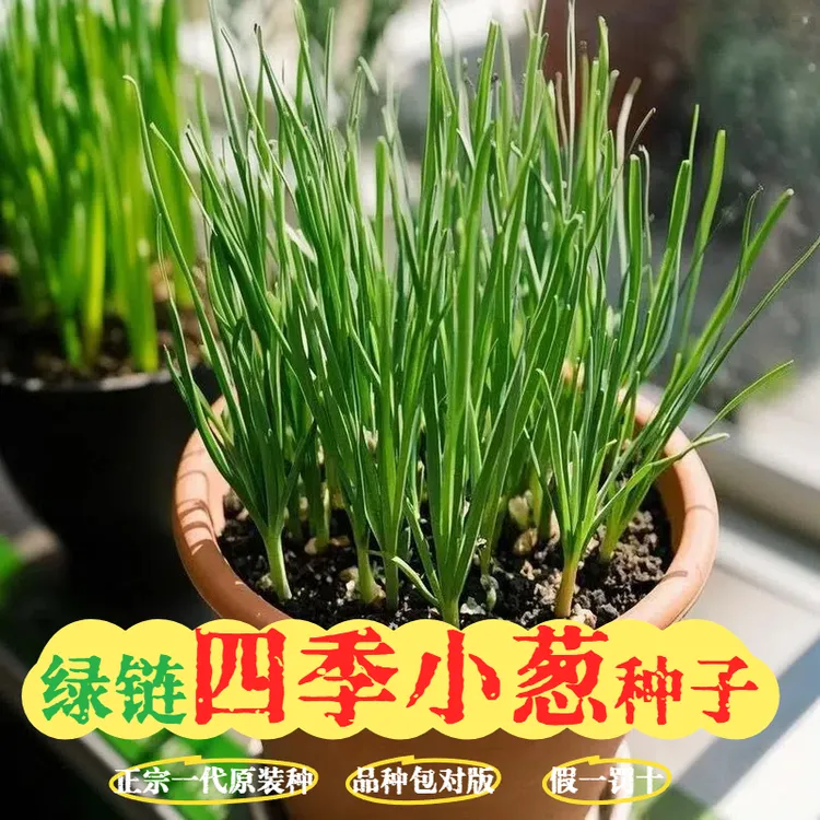 【四季小葱种子】庭院室内盆栽蔬菜菜籽正宗菜园子易种易活本地