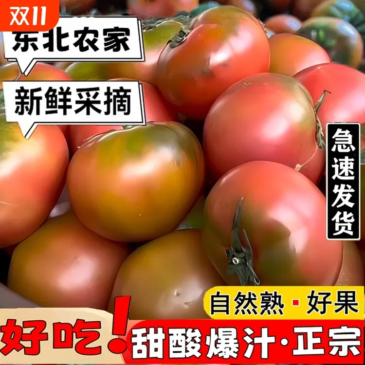 丹东草莓柿子5斤西红柿新鲜 自然熟铁皮柿子绿腚碱地生吃水果番茄