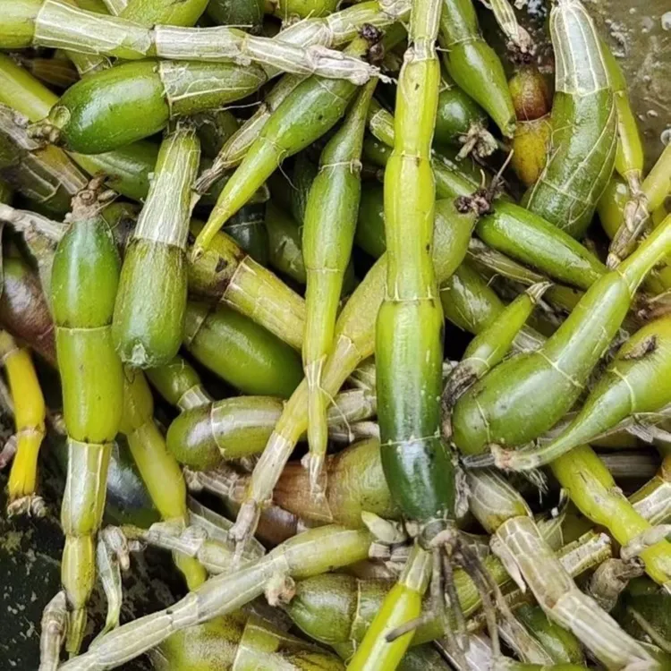霍山石斛米斛鲜条 现采预售 新鲜榨汁更营养 煲汤泡酒更方便
