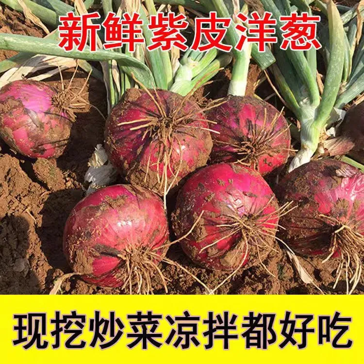 【25年甘肃定西】沙土现挖现发水果洋葱清脆可口农家自种应季蔬菜