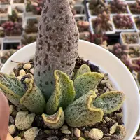 花岗岩大苗多肉植物水泡