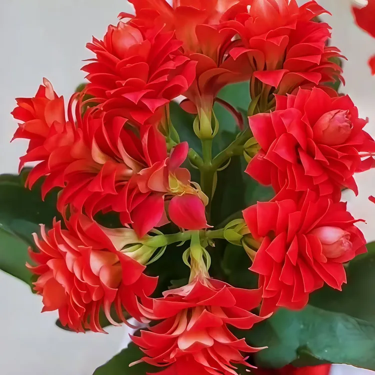 长寿花苗红颜金狐狸绿植重瓣长寿花大全易种养盆栽新品四季花花卉