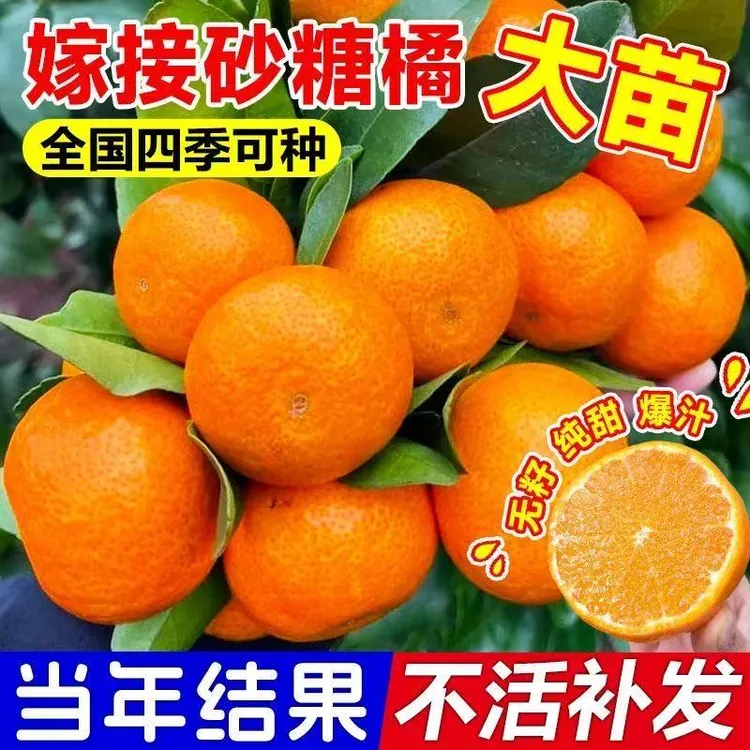 正宗无籽沙糖桔树苗盆栽地栽南北方庭院种植嫁接橘子树苗当年结果