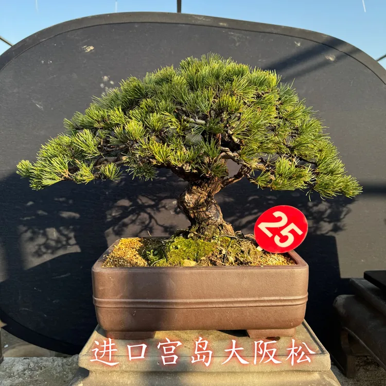 日本进口矮巴蘑菇顶精品老桩宫岛大阪松盆景五针松黑松那须基地